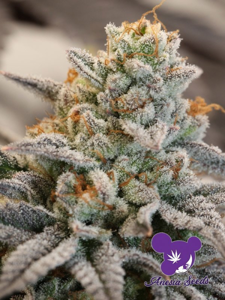 Vanilla Frosting - ANESIA SEEDS | TanieSianie.pl