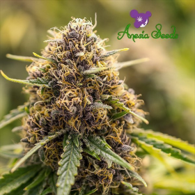 True Gold OG - ANESIA SEEDS | TanieSianie.pl