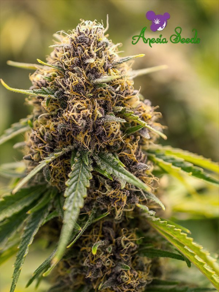 True Gold OG - ANESIA SEEDS | TanieSianie.pl
