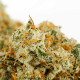 True Gold OG - ANESIA SEEDS | TanieSianie.pl