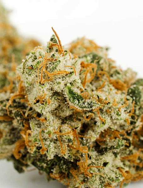 True Gold OG - ANESIA SEEDS | TanieSianie.pl