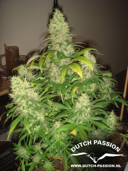 Mazar - DUTCH PASSION | TanieSianie.pl