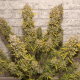 Auto White Widow - DUTCH PASSION | TanieSianie.pl