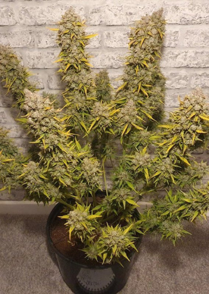 Auto White Widow - DUTCH PASSION | TanieSianie.pl