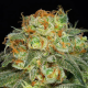 California Kush - ANESIA SEEDS | TanieSianie.pl