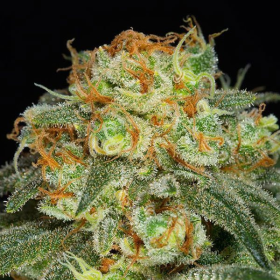 California Kush - ANESIA SEEDS | TanieSianie.pl