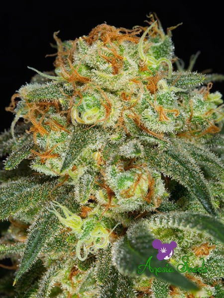 California Kush - ANESIA SEEDS | TanieSianie.pl