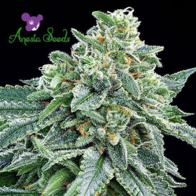 Strawberry Tree - ANESIA SEEDS | TanieSianie.pl