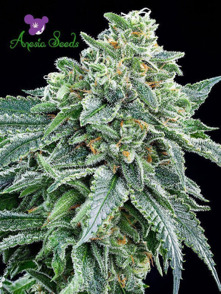 Strawberry Tree - ANESIA SEEDS | TanieSianie.pl