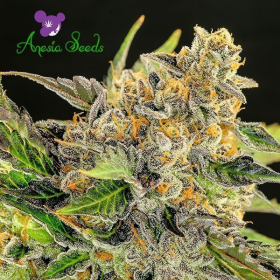 Strawberry Kush - ANESIA SEEDS | TanieSianie.pl