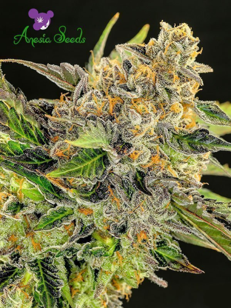 Strawberry Kush - ANESIA SEEDS | TanieSianie.pl