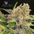 Strawberry Kush - ANESIA SEEDS
