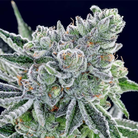 Sour Betty - ANESIA SEEDS | TanieSianie.pl