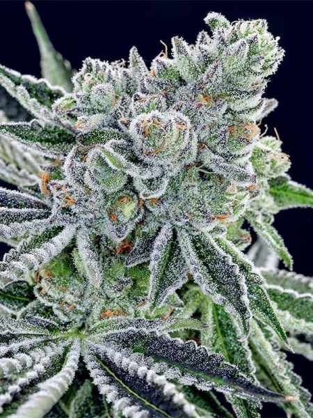 Sour Betty - ANESIA SEEDS | TanieSianie.pl