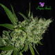 Chemdog - ANESIA SEEDS | TanieSianie.pl
