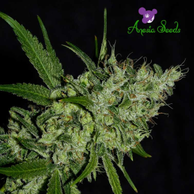 Chemdog - ANESIA SEEDS | TanieSianie.pl