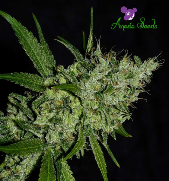 Chemdog - ANESIA SEEDS | TanieSianie.pl