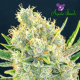 Sour Apple - ANESIA SEEDS | TanieSianie.pl