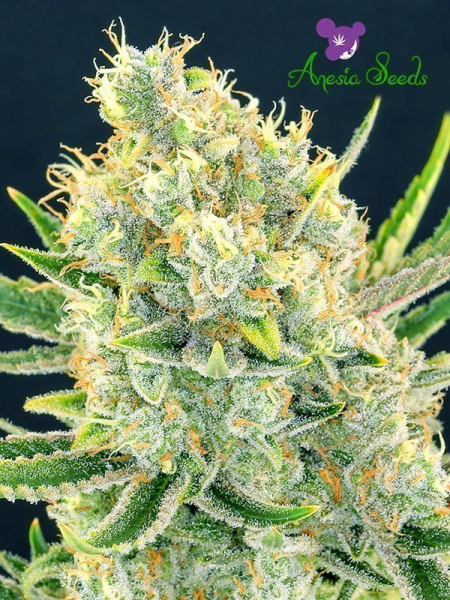 Sour Apple - ANESIA SEEDS | TanieSianie.pl