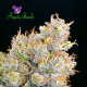 Future #1 - ANESIA SEEDS | TanieSianie.pl