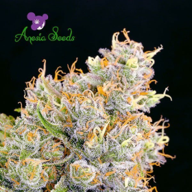 Future #1 - ANESIA SEEDS | TanieSianie.pl