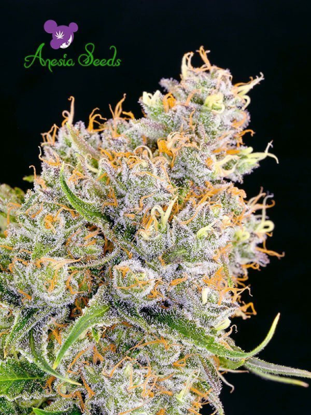 Future #1 - ANESIA SEEDS | TanieSianie.pl