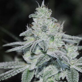 Slurricane - ANESIA SEEDS | TanieSianie.pl