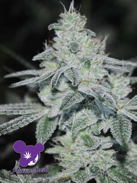 Slurricane - ANESIA SEEDS | TanieSianie.pl