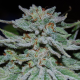 Slurricane - ANESIA SEEDS | TanieSianie.pl