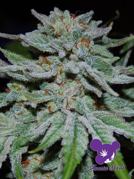 Slurricane - ANESIA SEEDS | TanieSianie.pl