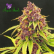 Purps OG - ANESIA SEEDS | TanieSianie.pl