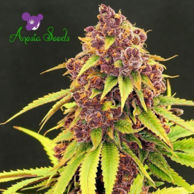 Purps OG - ANESIA SEEDS | TanieSianie.pl