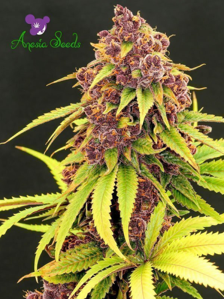 Purps OG - ANESIA SEEDS | TanieSianie.pl
