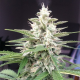 Auto White Widow - DUTCH PASSION | TanieSianie.pl