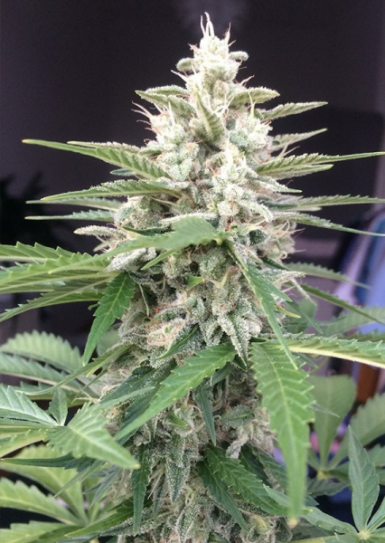 Auto White Widow - DUTCH PASSION | TanieSianie.pl