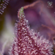 Purps OG - ANESIA SEEDS | TanieSianie.pl