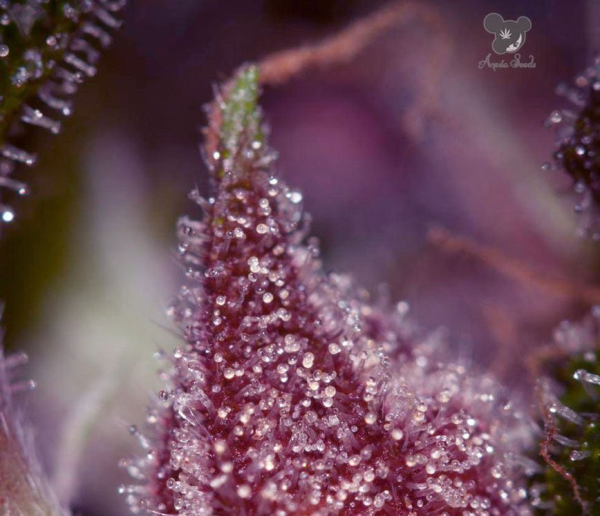 Purps OG - ANESIA SEEDS | TanieSianie.pl