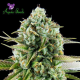 Pink Starburst - ANESIA SEEDS | TanieSianie.pl