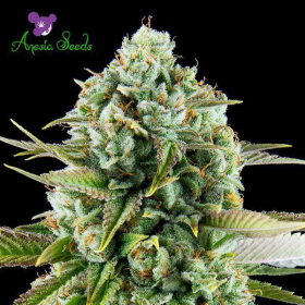 Pink Starburst - ANESIA SEEDS | TanieSianie.pl