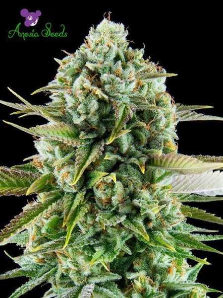 Pink Starburst - ANESIA SEEDS | TanieSianie.pl