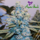 Original Gorilla # 4 - ANESIA SEEDS | TanieSianie.pl