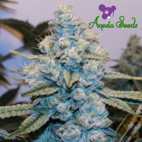 Original Gorilla # 4 - ANESIA SEEDS | TanieSianie.pl