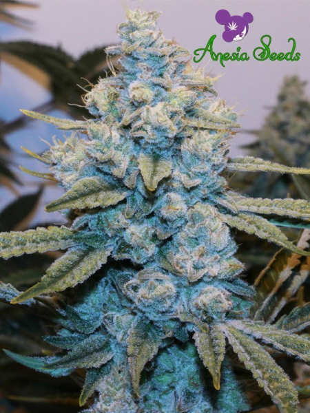 Original Gorilla # 4 - ANESIA SEEDS | TanieSianie.pl
