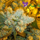 Original Gorilla # 4 - ANESIA SEEDS | TanieSianie.pl