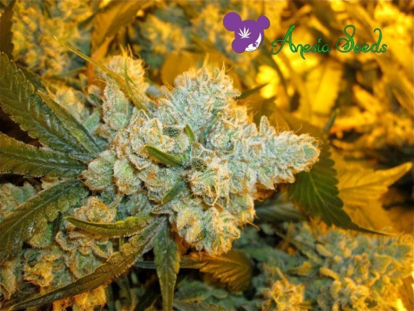 Original Gorilla # 4 - ANESIA SEEDS | TanieSianie.pl