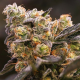 Nova OG - ANESIA SEEDS | TanieSianie.pl
