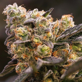Nova OG - ANESIA SEEDS | TanieSianie.pl