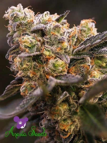 Nova OG - ANESIA SEEDS | TanieSianie.pl