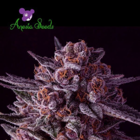 Gelato Dream - ANESIA SEEDS | TanieSianie.pl