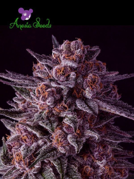 Gelato Dream - ANESIA SEEDS | TanieSianie.pl